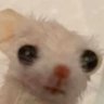 Profilbild von Skai