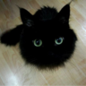 Profilbild von ねこたろ@来春天