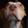 ThePigeon profil fotoğrafı