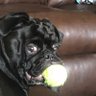 Фото профиля Requiem Pug