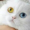было у котейки, два больших глазейки 🇺🇦's profile picture