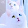 Cesim's profile picture