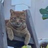 Profilbild von Kat59 @❤️le nord