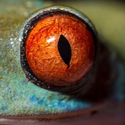 WorldCapture's profile picture