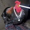 El Pollo Rojo🔻🇫🇷🇪🇸 的头像