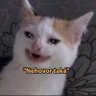 Fajlajf's profile picture