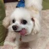 YOKOGYU's profile picture