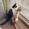 さやか profil fotoğrafı
