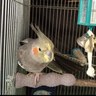 ママこん profil fotoğrafı