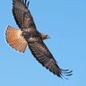Hawk eyed 的头像