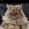 YOGO's profile picture