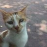 Profilbild von TEKİN001