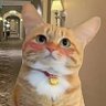 Profilbild von SuperCat