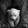 Profilbild von Mama Bear 77