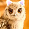 世界の はて?から profil fotoğrafı