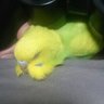 Фото профиля インコ飼ってるまん
