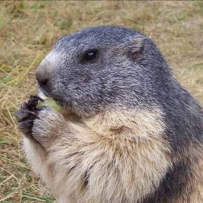 Rete🍉Animalista🐦's profile picture