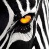 Zebra_B&W 的头像
