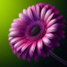 Фото профиля flwrgrl_1