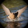 𝒥 🕊️ 𝒦𝑒ß𝓁𝑒𝓇 profil fotoğrafı