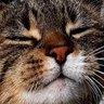 Фото профиля cat 🟢⚪️🟣