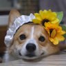 Фото профиля もちコーギー!せこむうりくま