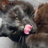 黒猫's profile picture