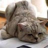 Profilbild von แมวอ้วนจิที่ชอบนอน 😺
