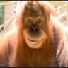 BreakingA's profile picture