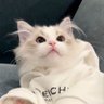 にゃん profil fotoğrafı