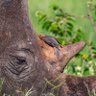 Rhinno cerros 的头像