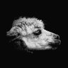 SalvatoreAmoo's profile picture