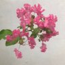 Фото профиля تماشبین