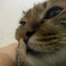 SRI profil fotoğrafı