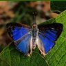 மேகமலைக்காதலன் ( A true lover of Megamalai ) profil fotoğrafı