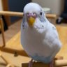 みかさ's profile picture