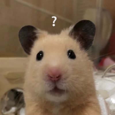 週刊わたしのゆりあちゃん's profile picture