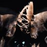 Rabid Moose's profile picture