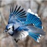 Kh profil fotoğrafı