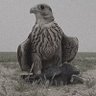 غريب الدار profil fotoğrafı
