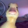 OG Ördek's profile picture