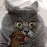Onix te voy a extrañar...'s profile picture