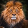Profilbild von SIMBA
