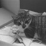 ingrid⸆⸉ profil fotoğrafı