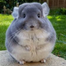 Cherubin Lim's profile picture