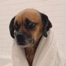 Profilbild von Dawg 