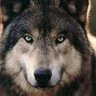 NM-01-0's profile picture