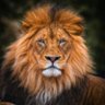 Oldflamelion profil fotoğrafı
