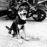 Brembo's profile picture