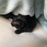 猗窩座のデッシー🐬's profile picture